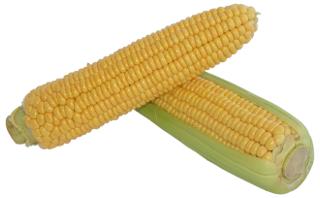 kukurydza sodka ta, kolba kukurydzy, kolby kukurydzy, wiea kolba kukurydzy sodkiej tej